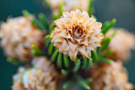 Close up of a spruce branch with small cones on a green backgroundの写真素材