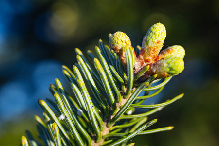 Young green branch of fir tree with young cones on blurred background.の写真素材