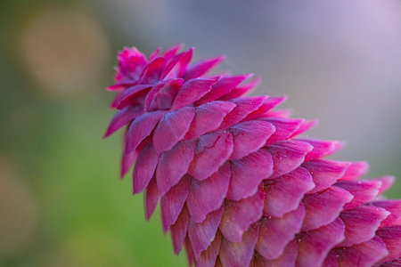 A close up of a pink cone of a larch tree.の写真素材