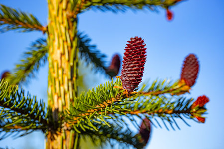 Fir tree branch with red cones on a background of blue skyの写真素材