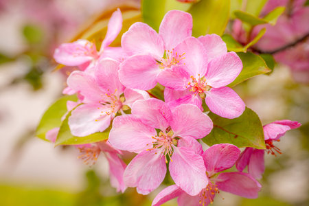 Beautiful pink flowers on a branch of an apple tree in springの写真素材
