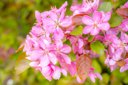 Pink flowers of an apple tree in the garden on a spring dayの写真素材