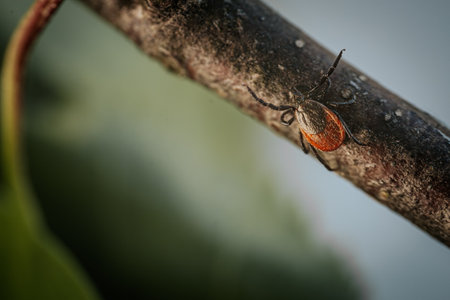 A true ixodid mite (Ixodes ricinus) on a branch