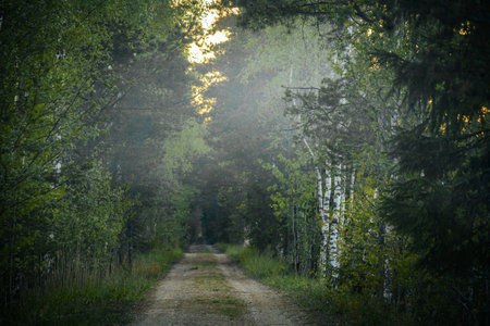 Morning in the woods. Road through the forest. Summer landscape.の写真素材