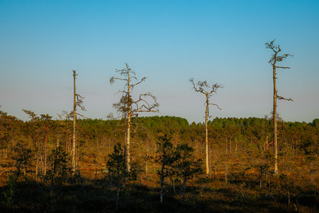 Landscape view of swamp area with dead pine trees at sunrise.の写真素材