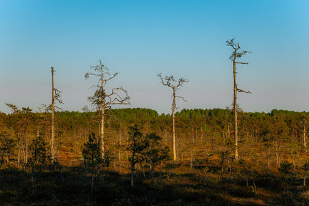 Pine trees in the swamp of Kemeri national park, Latviaの写真素材