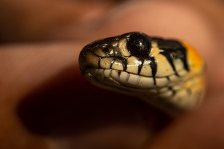 Grass snake, Natrix natrix, close-up portraitの写真素材