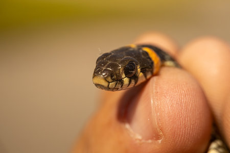 Grass snake (Natrix natrix) on a human fingerの写真素材