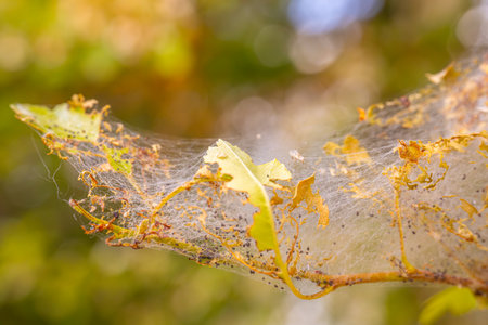 Spider web with yellow leaves on a tree branch in the forest.の写真素材