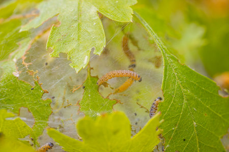 Caterpillar larva on the leaves of oak, close-upの写真素材