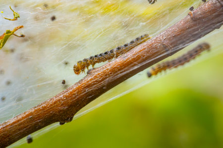 spider on the web, close-up, macro, insectの写真素材