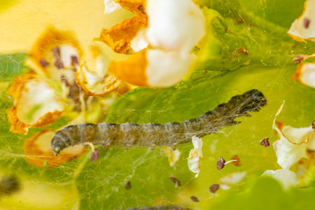 caterpillar on a green leaf in the wild close up macroの写真素材