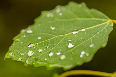 Water droplets on the leaves of a poplar. Macro.の写真素材