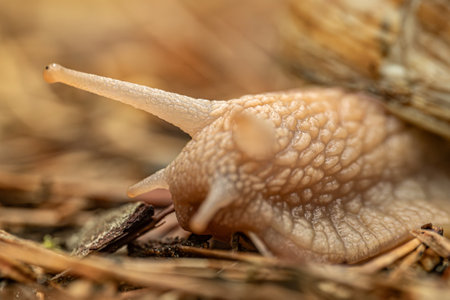 Snail crawling on the ground in the forest. Macro photo.の写真素材