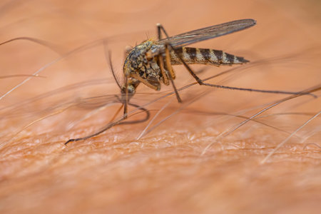 mosquito on human skin, close up of a mosquito sucking bloodの写真素材
