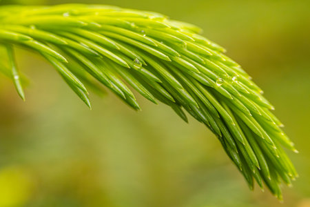 spruce twig with dew drops close-up on a green backgroundの写真素材