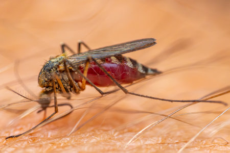 mosquito on the human skin, close-up. macroの写真素材