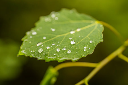 Water droplets on a green aspen leaf in the forest.の写真素材