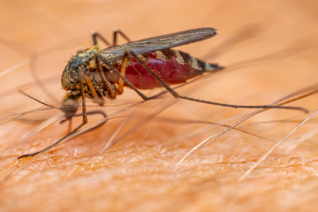 mosquito on human skin, close-up of a mosquitoの写真素材