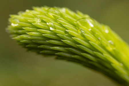 spruce twig with water drops close-up on a green background