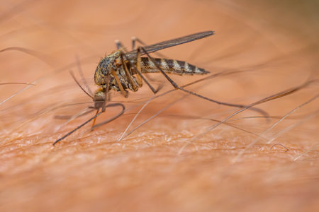 mosquito on human skin, close up of a mosquito sucking bloodの写真素材
