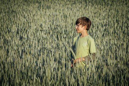 Young boy in green wheat field on a summer day. Selective focus.の写真素材