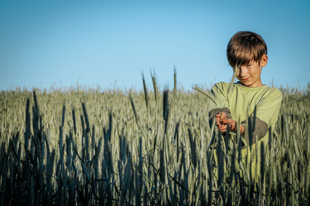 Young boy in wheat field. Selective focus. Toned.の写真素材
