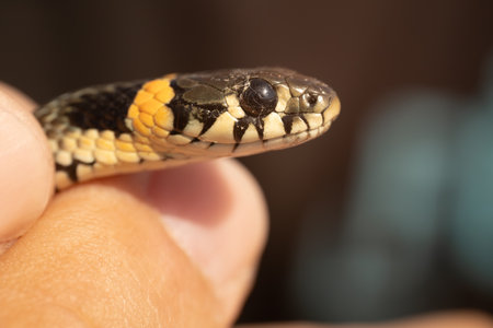 Grass snake, Natrix natrix, close-up portraitの写真素材