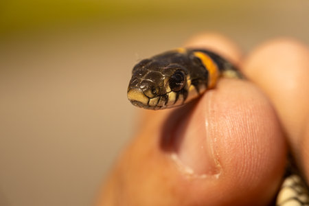 Grass snake on human hand close-up, macro photography.の写真素材