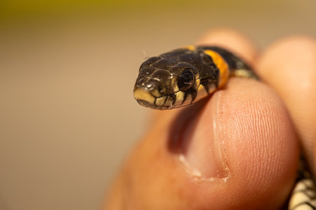 Grass snake (Natrix natrix) on human finger.の写真素材