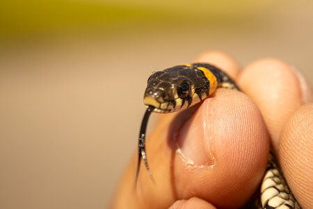 Grass snake in the hand of a child, close-upの写真素材
