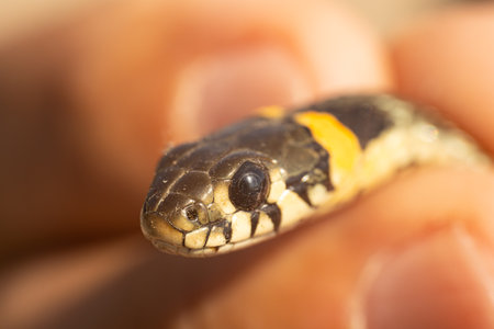 Grass snake in hand close up. Macro shot with shallow depth of fieldの写真素材