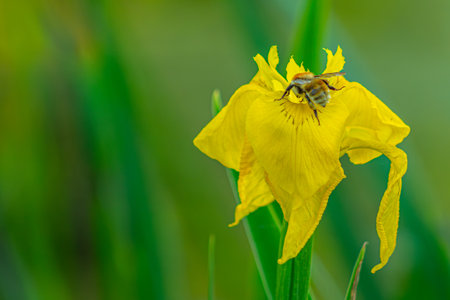Bee on yellow iris flower in the garden. Shallow depth of fieldの写真素材