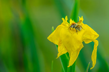 Bee on yellow iris flower. Shallow depth of field.の写真素材