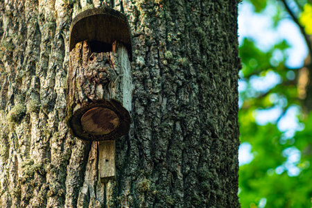 Wooden birdhouse on a tree in the forest, close-upの写真素材