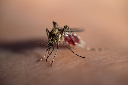 mosquito sucking blood on human skin, closeup of photoの写真素材