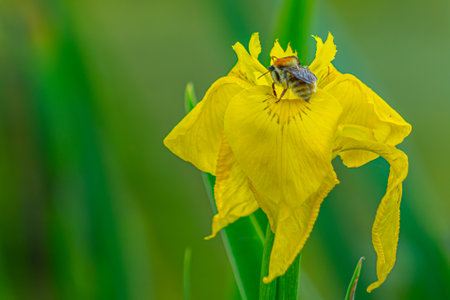 Bee on yellow iris flower. Shallow depth of field.の写真素材