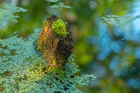Duckweed on the surface of the water in the park.の写真素材