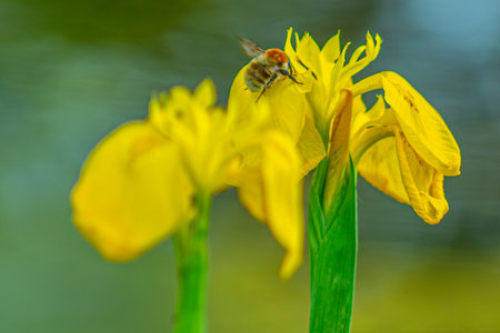 Bee on yellow iris flower, macro photo with shallow depth of fieldの写真素材