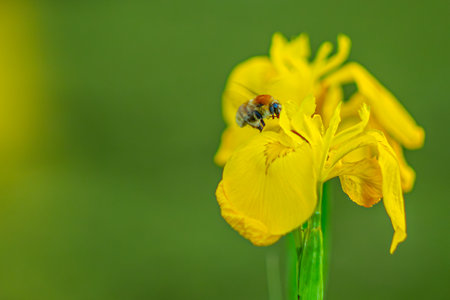 Bee on yellow iris flower. Shallow depth of field.の写真素材