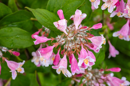 Weigela florida, Weigela florida, is a species of flowering plant in the genus Weigela.の写真素材