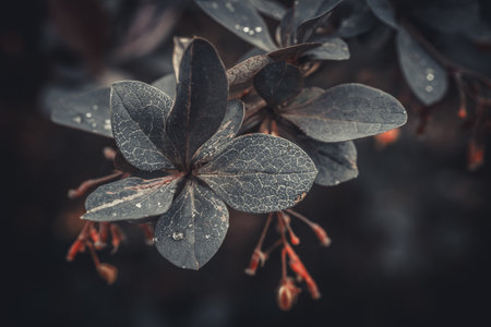 Closeup of the leaves of a bush with dew drops.の写真素材
