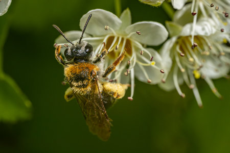 Bee collecting nectar from flowers of a hawthorn tree.の写真素材