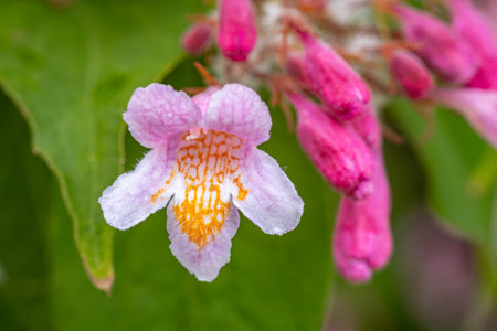 Close up of a pink flower in the garden with blurred background.の写真素材