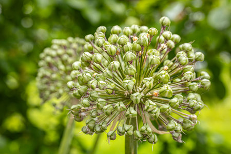 Close up of an Allium giganteum flower in bloom.の写真素材