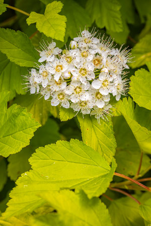 Flowers of hawthorn (Spiraea japonica)の写真素材