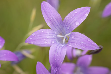 Close up of purple bellflowers with water drops on petalsの写真素材