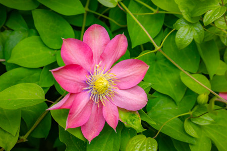 Beautiful pink clematis flower in the garden, stock photoの写真素材