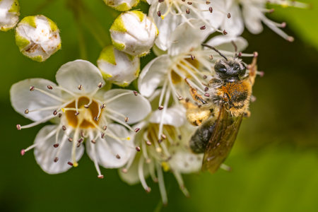 Bee pollinating white flowers of hawthorn, close-upの写真素材