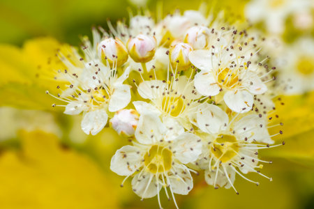 Close up of white flowers of hawthorn (Spiraea japonica)の写真素材